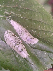 Phyllonorycter issikii
