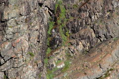 Gladiolus cardinalis