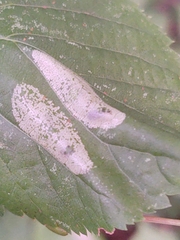 Phyllonorycter issikii