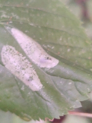 Phyllonorycter issikii