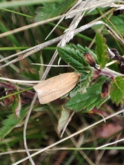 Aphelia viburnana