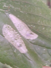 Phyllonorycter issikii