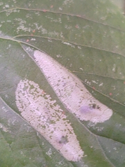 Phyllonorycter issikii