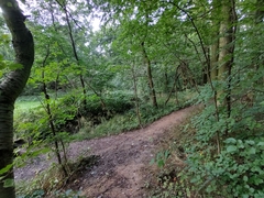 Phyllonorycter issikii