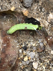 Macroglossum stellatarum