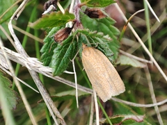 Aphelia viburnana