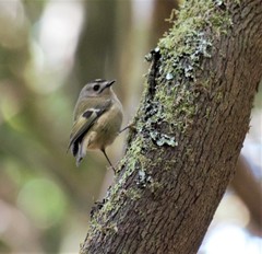 Regulus regulus teneriffae