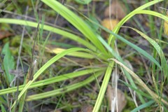 Anthericum ramosum
