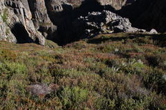 Erica curviflora curviflora