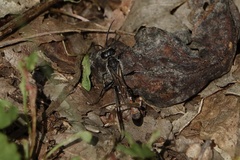 Ammophila sabulosa