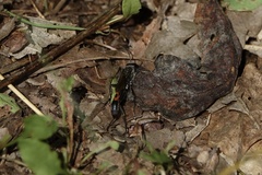 Ammophila sabulosa