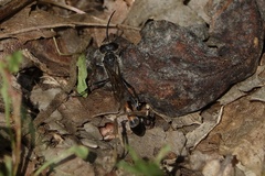 Ammophila sabulosa
