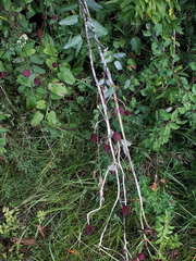 Podosphaera ferruginea