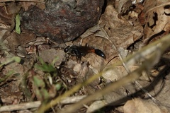 Ammophila sabulosa