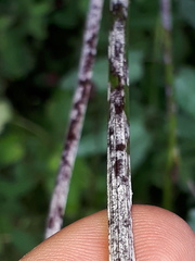 Podosphaera ferruginea