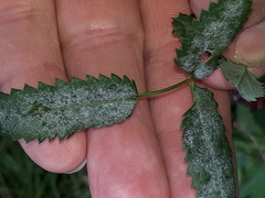 Podosphaera ferruginea