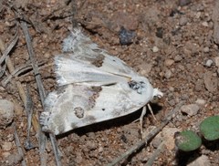 Acontiinae