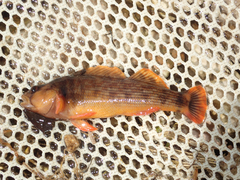 Etheostoma bellum