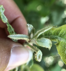 Podosphaera leucotricha