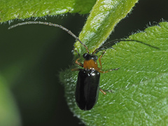 Luperus flavipes