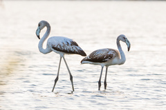 Phoenicopterus roseus