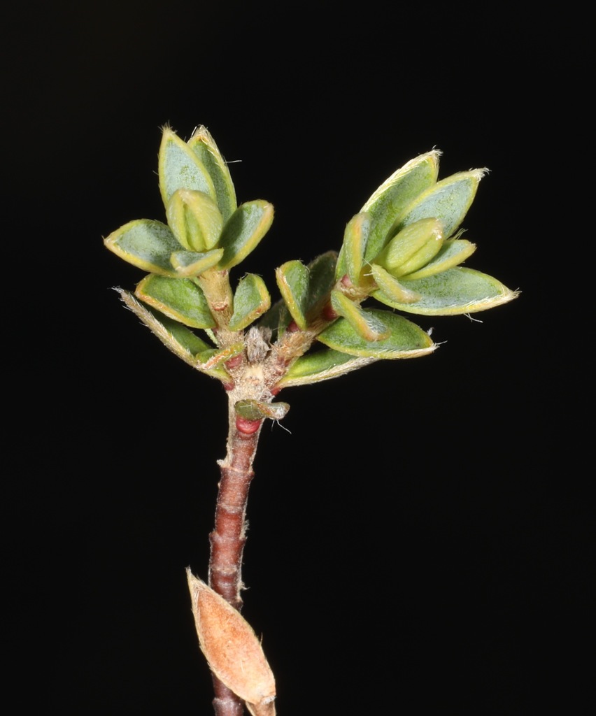 Pimelea oreophila hetera, Mt Owen, Tasman, New Zealand, by chrismorse