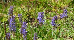 Veronica allionii