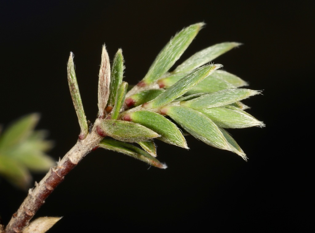 Pimelea oreophila hetera, Mt Owen, Tasman, New Zealand, by chrismorse