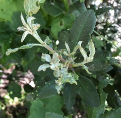 Podosphaera leucotricha