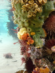 Sycozoa