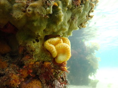 Sycozoa