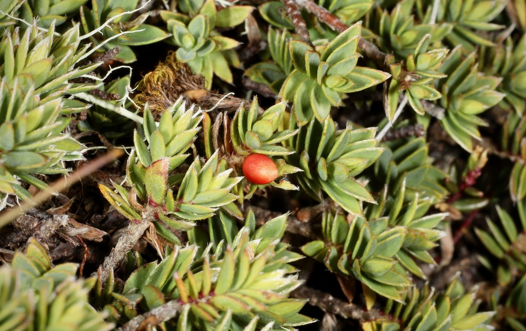 Pimelea oreophila hetera, Mt Owen, Tasman, New Zealand, by chrismorse