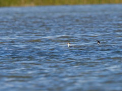 Podiceps taczanowskii