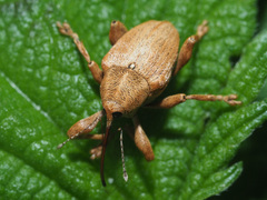 Curculio pellitus