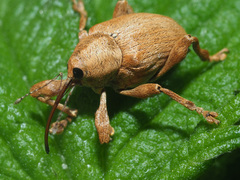 Curculio pellitus