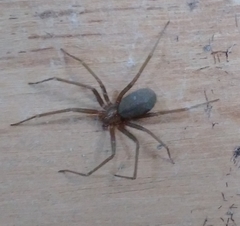 Loxosceles amazonica