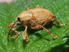 Curculio pellitus
