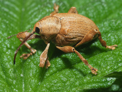 Curculio pellitus