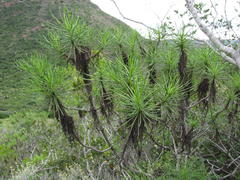 Euryops brevipapposus