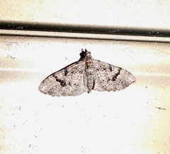 Mnesiloba eupitheciata