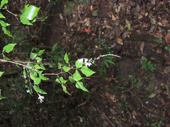 Indigofera natalensis