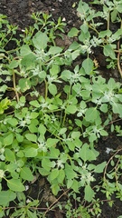 Chenopodium karoi