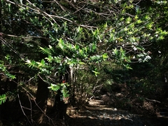 Metrosideros operculata