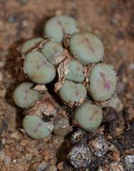 Conophytum breve
