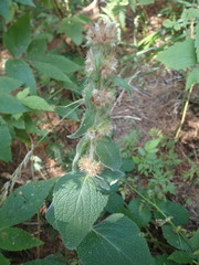 Stachys germanica
