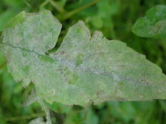 Podosphaera balsaminae