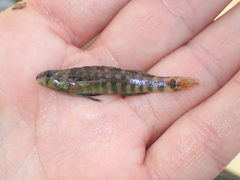 Etheostoma zonale