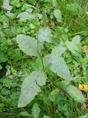 Podosphaera balsaminae