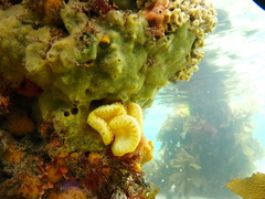 Sycozoa