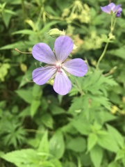 Geranium pratense